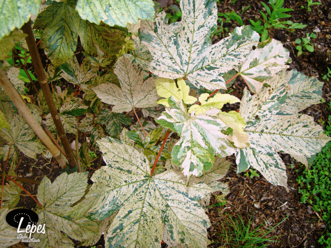 Acer pseudoplatanus   'Eskimo Sunset'